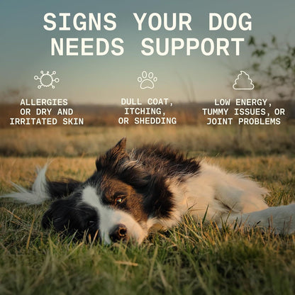 Low energy, itchy skin, stiff joints, and a sensitive belly?