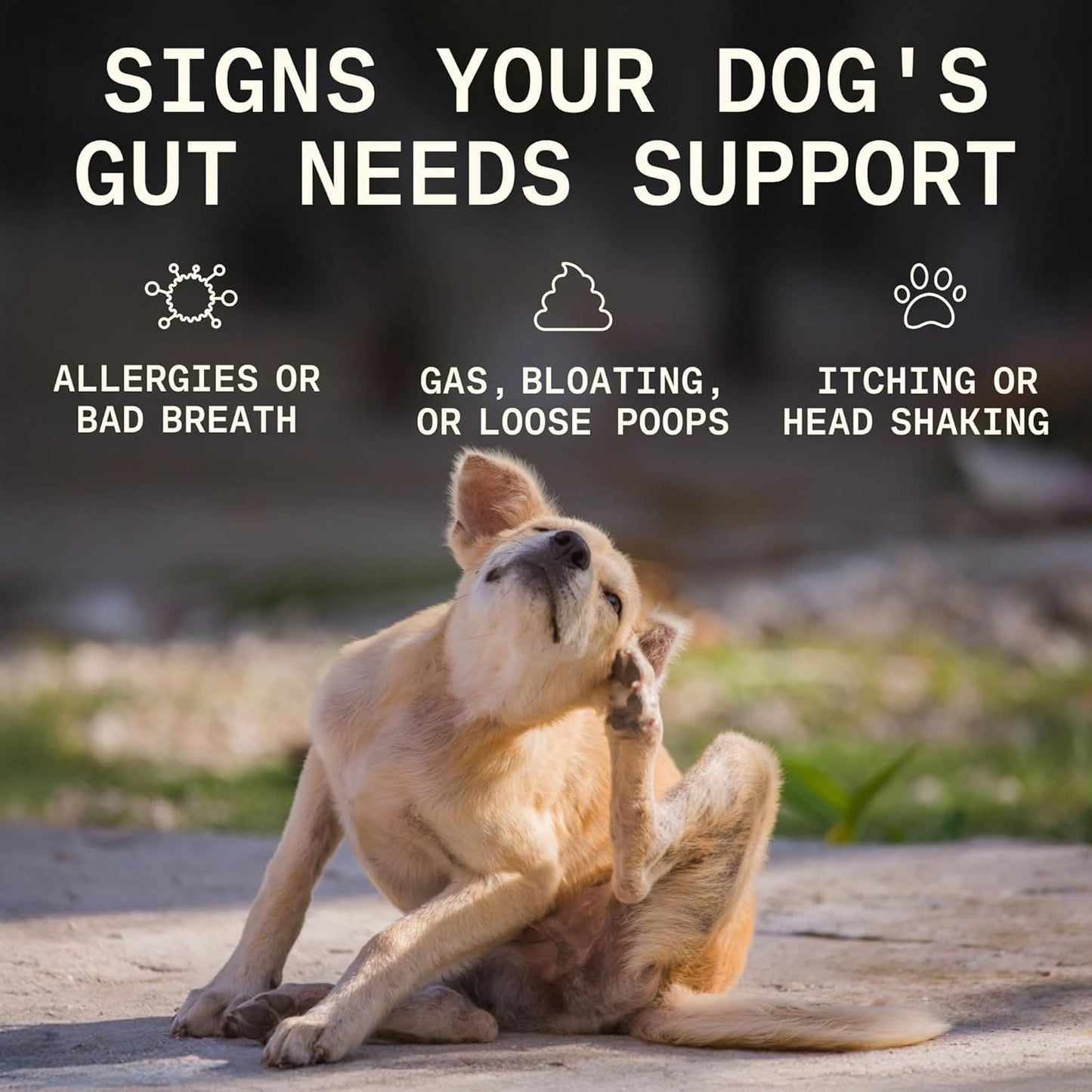 Itching, paw licking, head shaking? Start in the gut.